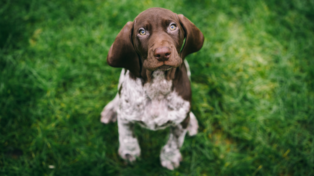 Dog-Breed-Spotlight-German-Shorthaired-Pointers 