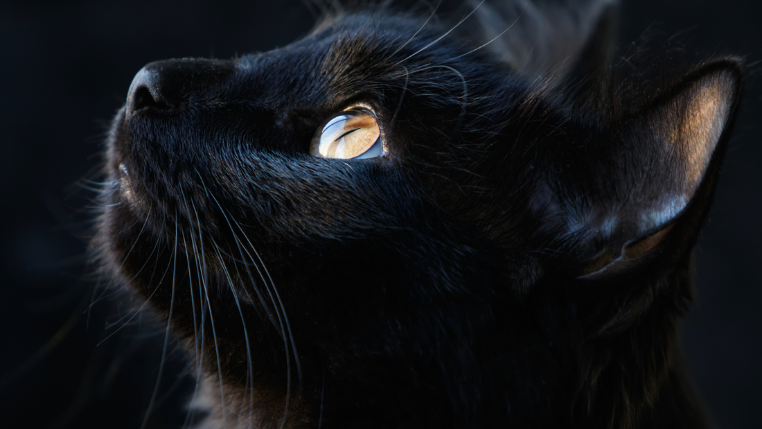 Black-Cats-The-Mysterious-and-Loyal-Companions-Why-Black-Cats-Make-Great-Pets 