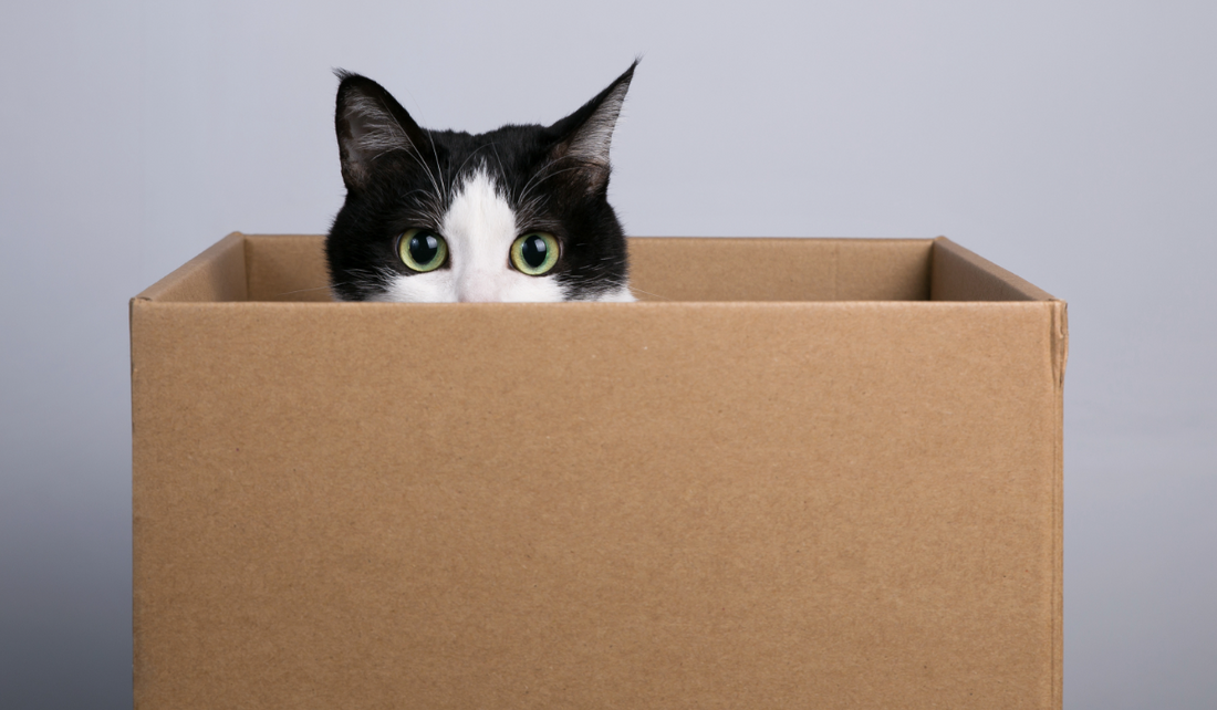 Why-Do-Cats-Like-Boxes...and-Other-Interesting-Cat-Behaviors-and-Facts 