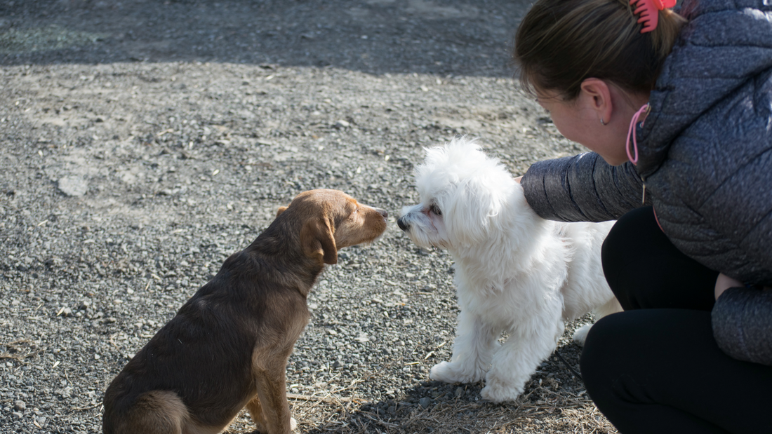 Tips-for-Introducing-a-New-Pet-to-Existing-Pets 