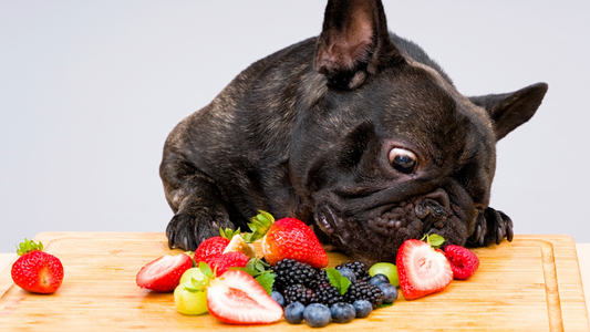 Why Feeding Your Dog High-Quality Dog Food is Crucial (and 20 Human Foods That Are Safe for Dogs)