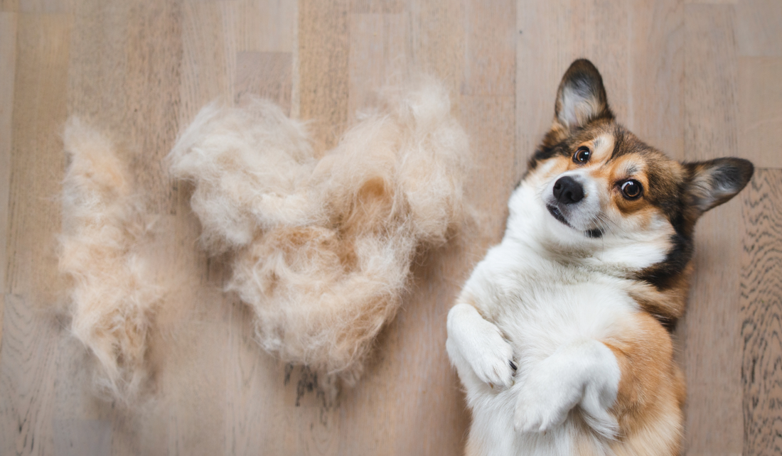 Fur-Free Living: The Best Tools to Keep Pet Hair Out of Your Home (Without Losing Your Furry Friends)