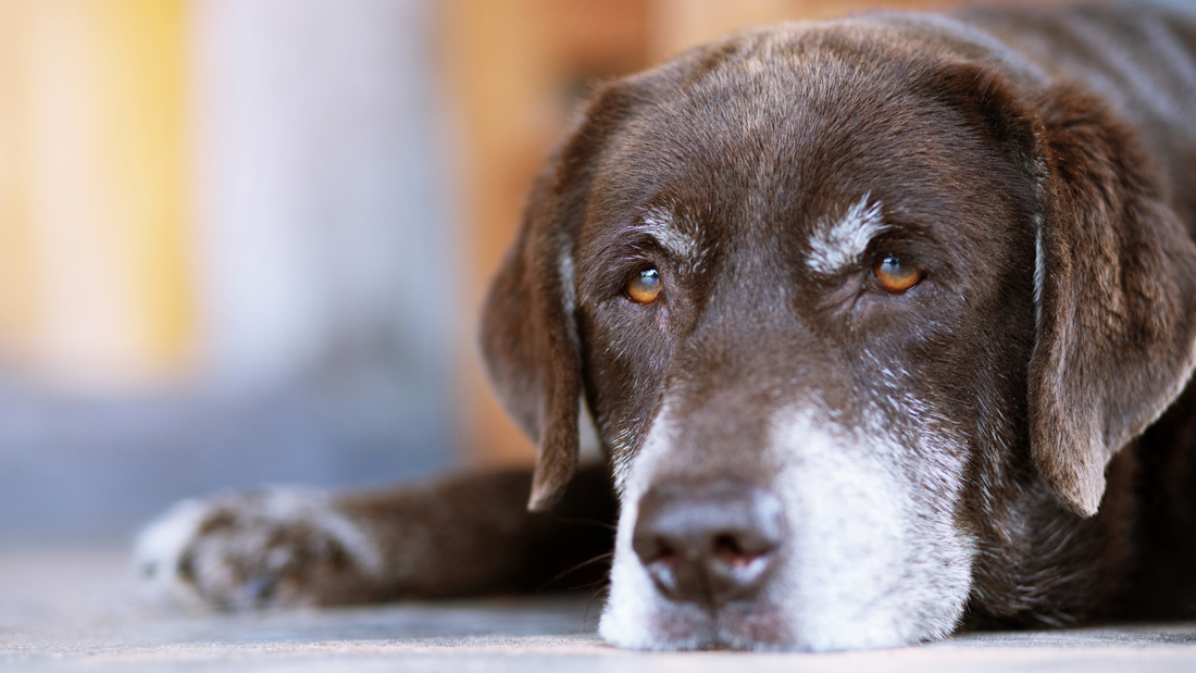 7-Signs-Your-Senior-Dog-May-Be-Suffering-from-Arthritis 