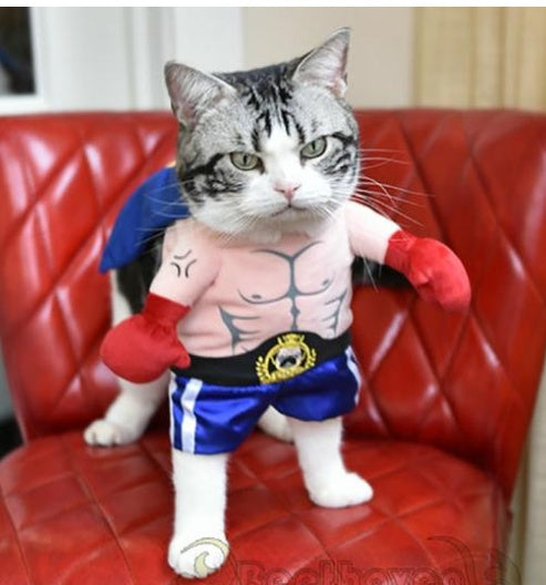 Boxer Cat Costume 