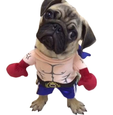 Boxer Cat Costume 