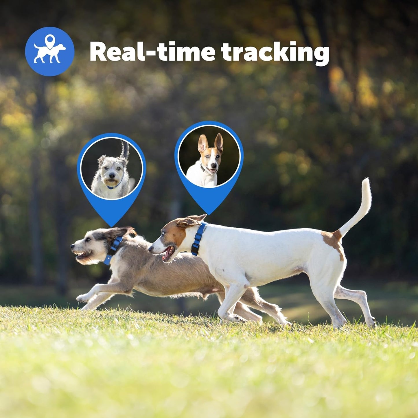 PetSafe Guardian GPS + Tracking Dog Fence Collar – Wireless Dog Fence with Real-Time Tracking PetSafe